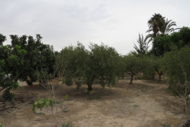 Sale - Landhaus - Elche - Daimes