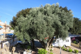 Reventa - Adosado - Guardamar - Buenavista